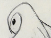 Barn Owl
