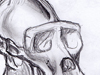Gorilla Skull